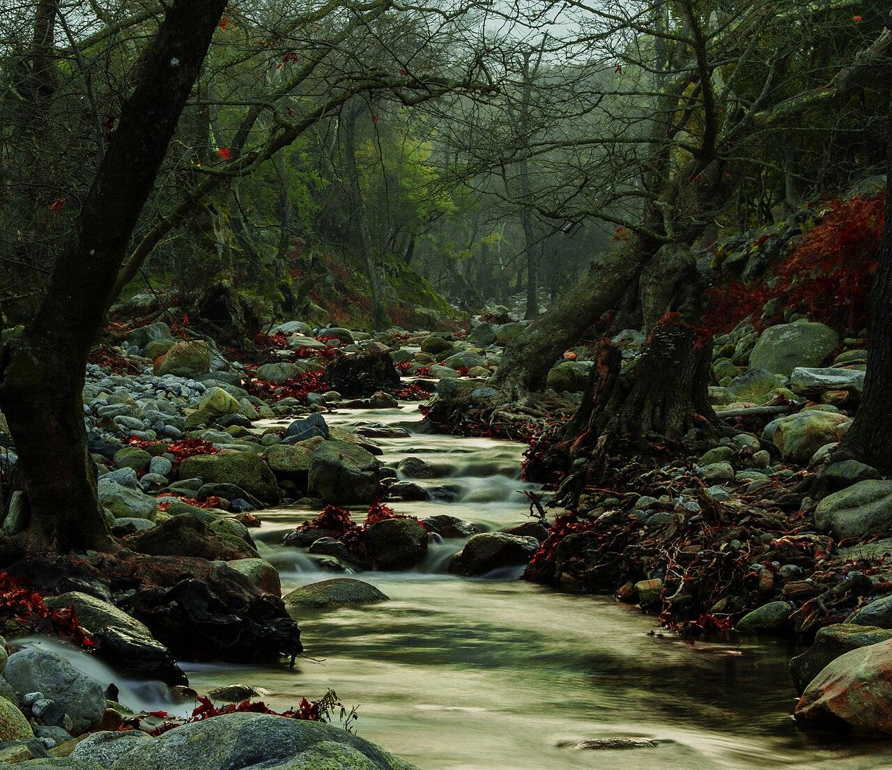 A forest stream with red autumn leaves on the stones